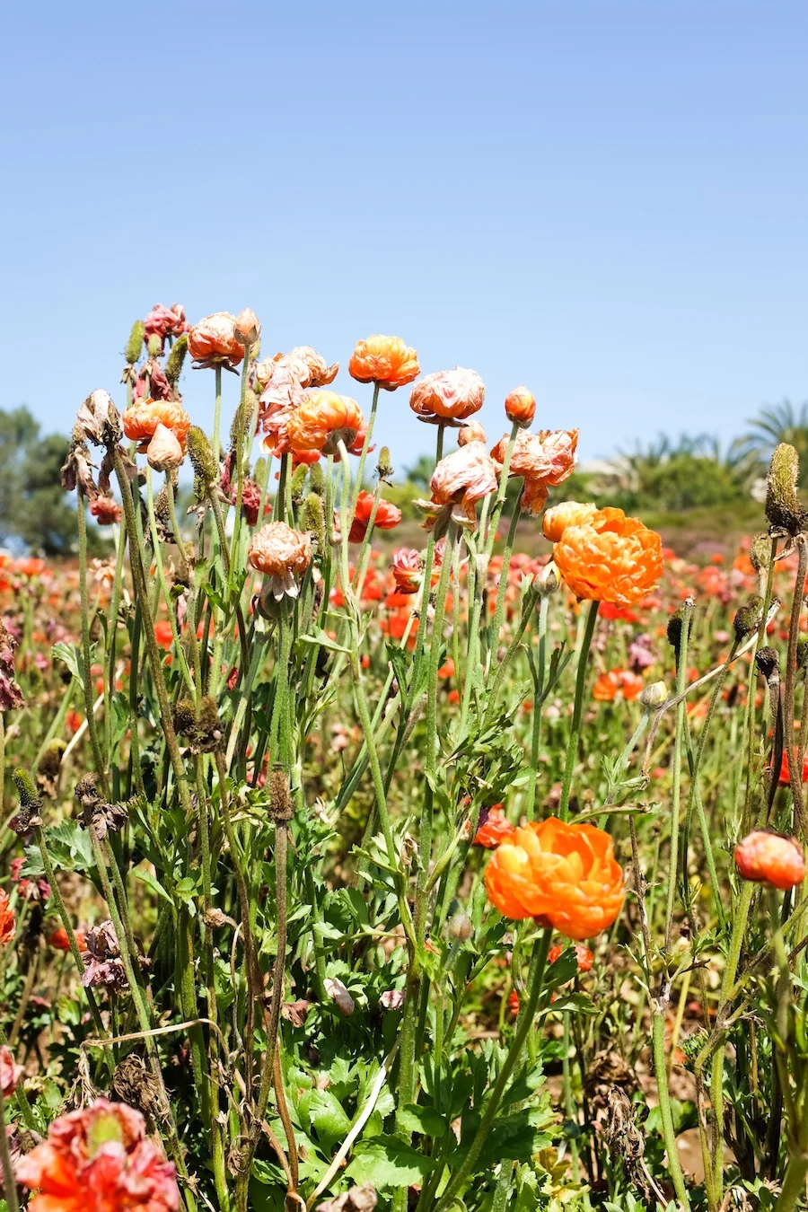 Carlsbad Flower Fields - Legal Miss Sunshine
