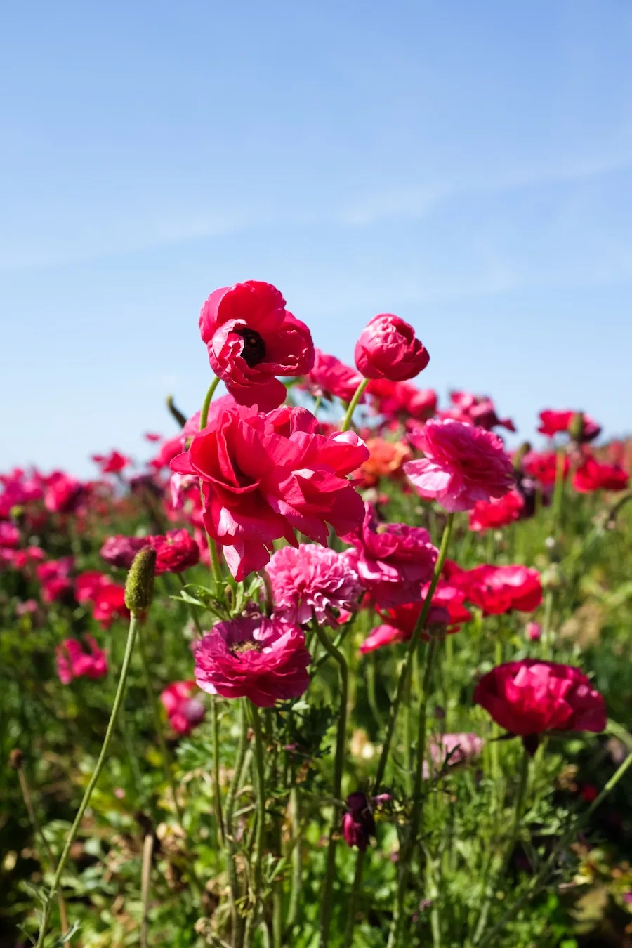 Carlsbad Flower Fields - Legal Miss Sunshine