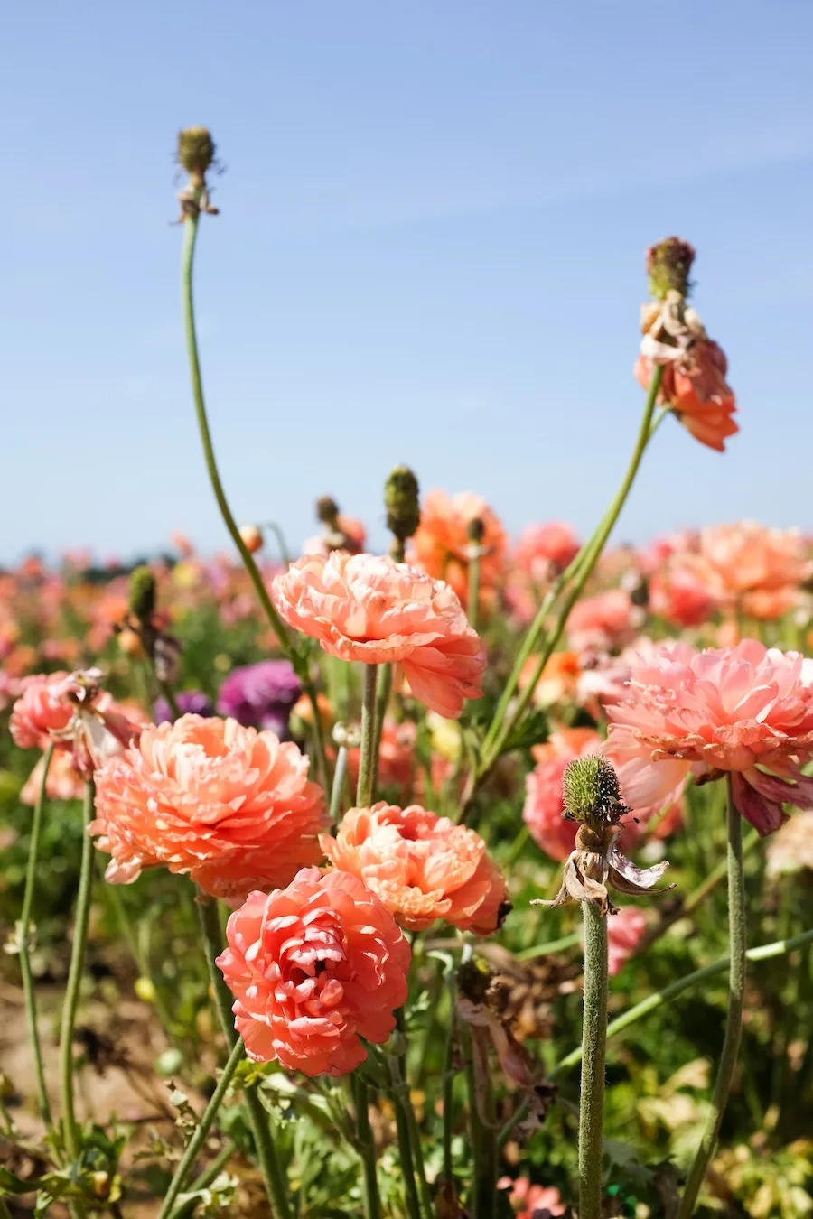 Carlsbad Flower Fields - Legal Miss Sunshine