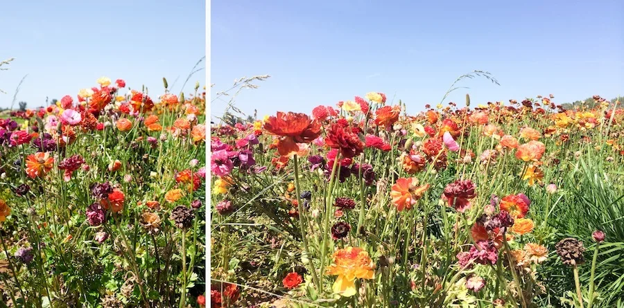 Carlsbad Flower Fields - Legal Miss Sunshine