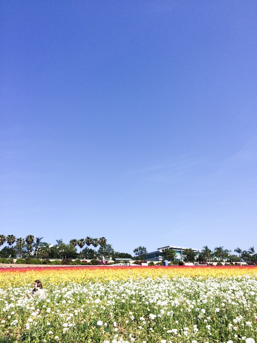 Carlsbad Flower Fields - Legal Miss Sunshine