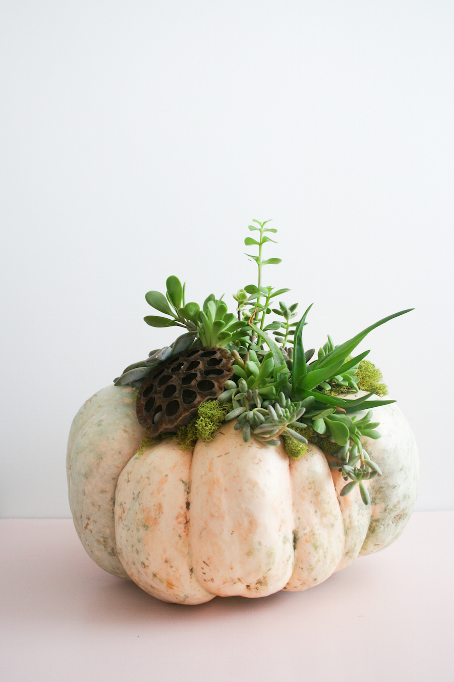 DIY Succulent Pumpkin // Legal Miss Sunshine 