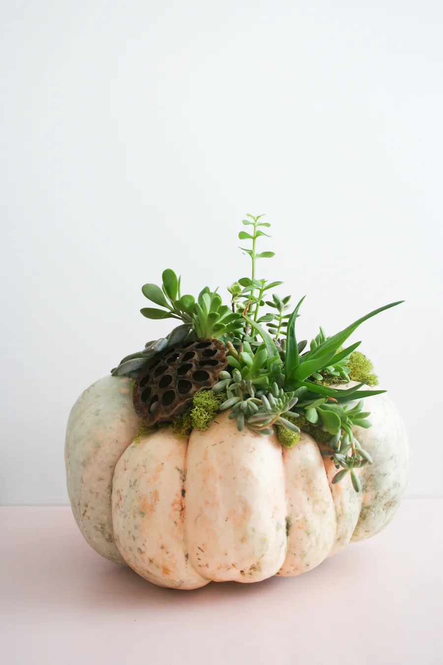 DIY Succulent Pumpkin // Legal Miss Sunshine 