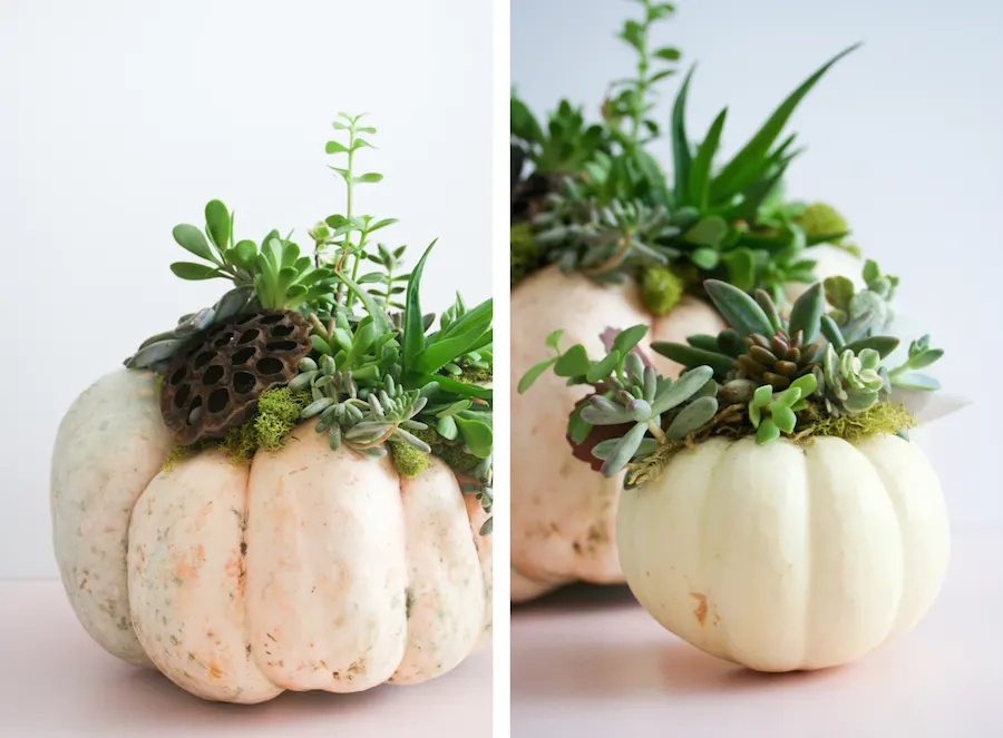 DIY Succulent Pumpkin // Legal Miss Sunshine 