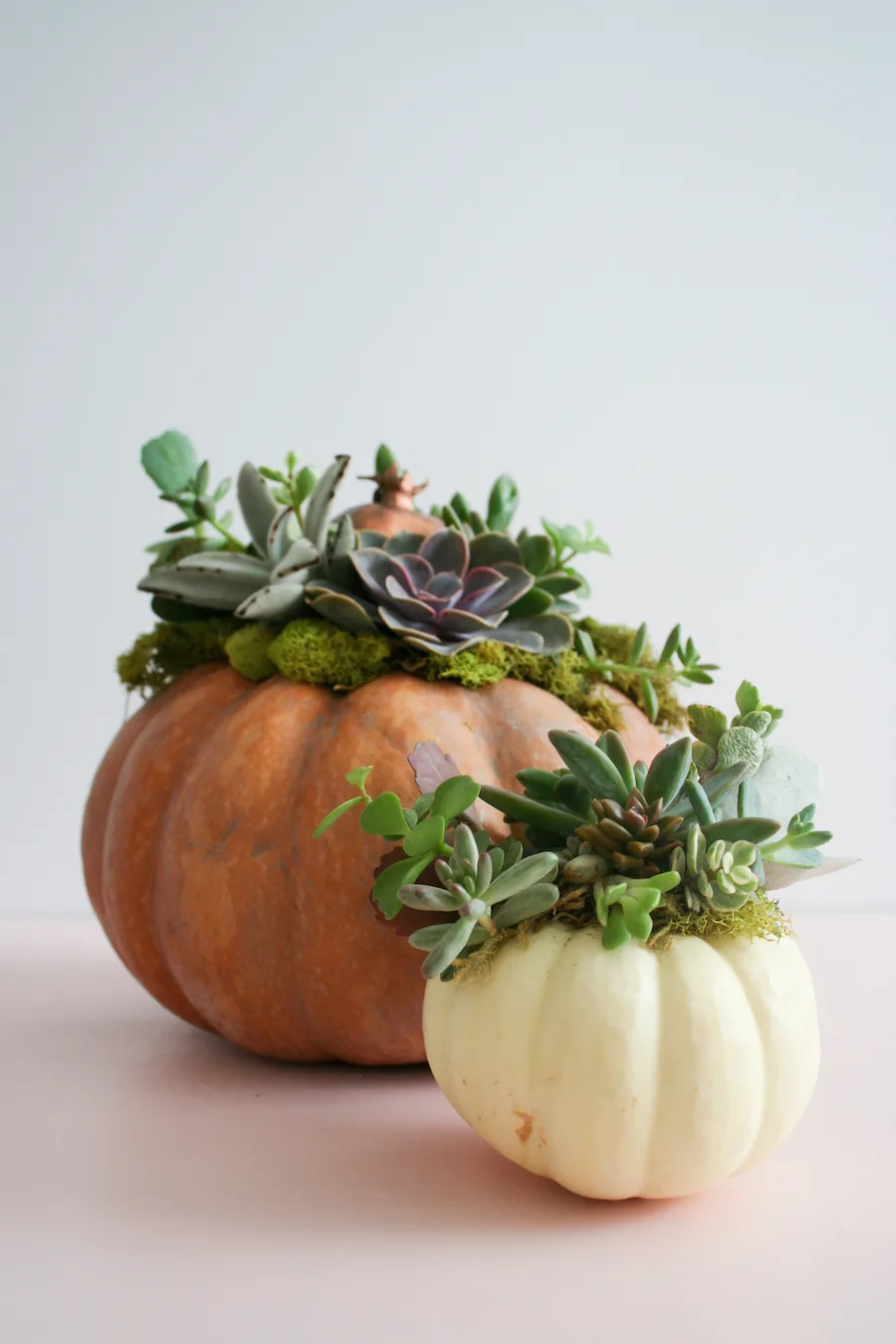 DIY Succulent Pumpkin // Legal Miss Sunshine 