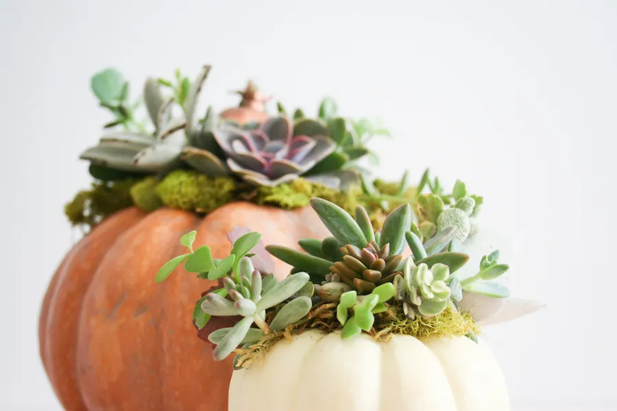 DIY Succulent Pumpkin // Legal Miss Sunshine 