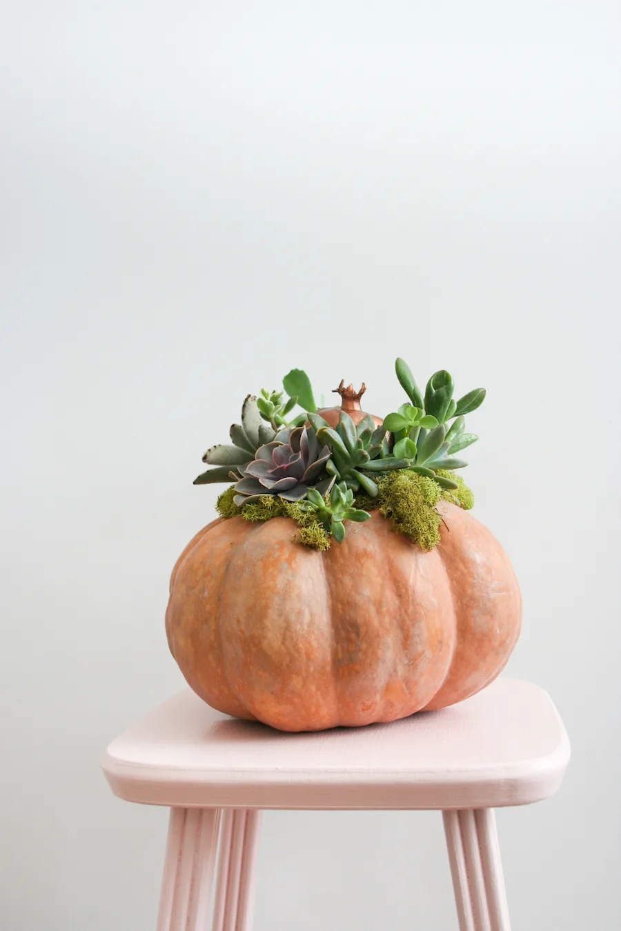 DIY Succulent Pumpkin // Legal Miss Sunshine 