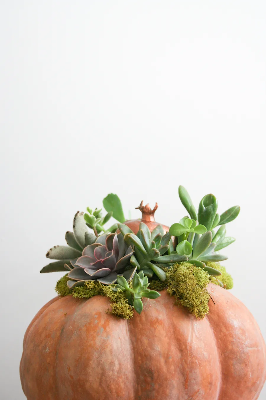 DIY Succulent Pumpkin // Legal Miss Sunshine 