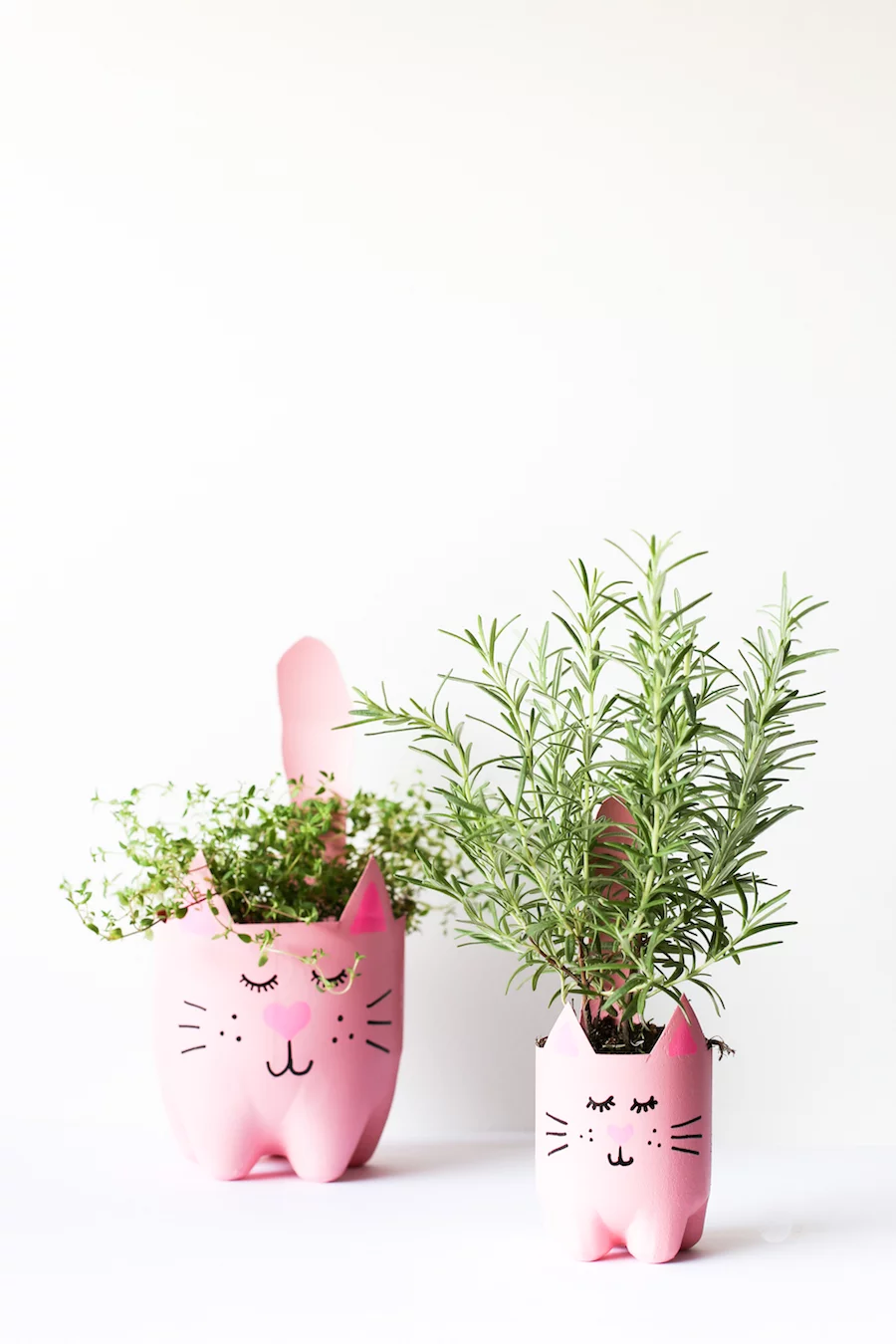 Turn an empty soda bottle into an adorable kitty plant planter for catnip, herbs, or even a cactus or succulent! Easy to make and so cute! // Salty Canary