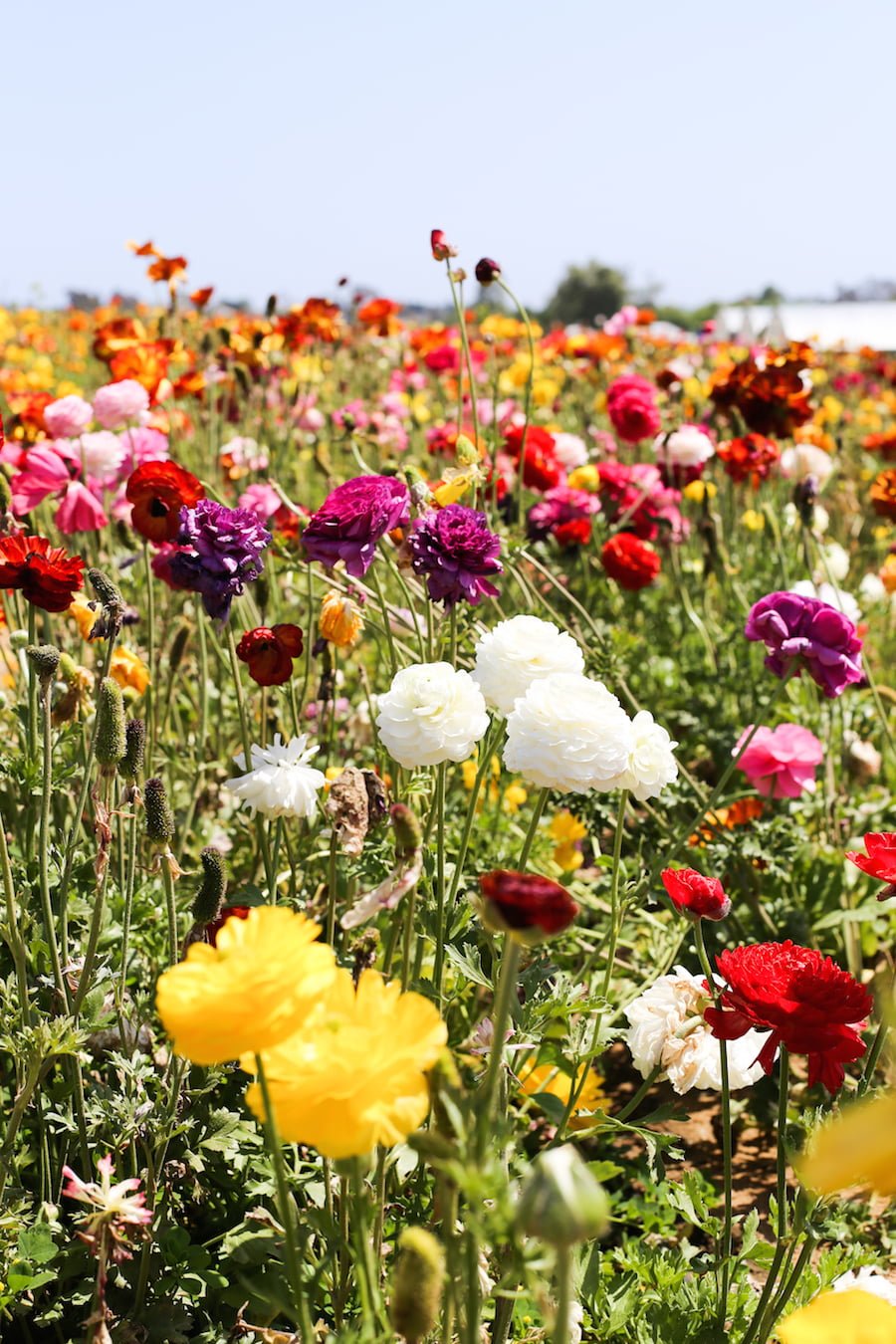 Visit The Flower Fields in Carlsbad, CA about 1-2 hours south of Los Angeles // saltycanary.com