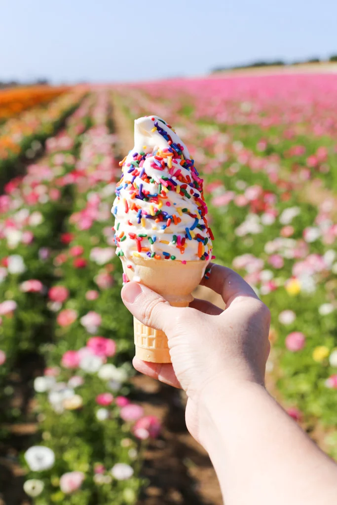Visit The Flower Fields in Carlsbad, CA about 1-2 hours south of Los Angeles // saltycanary.com