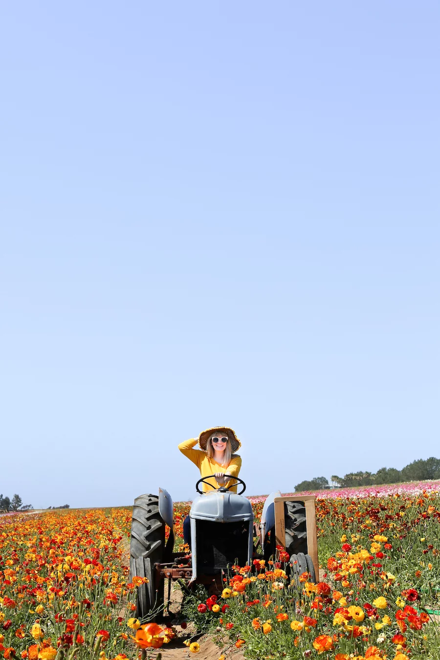 Visit The Flower Fields in Carlsbad, CA about 1-2 hours south of Los Angeles // saltycanary.com