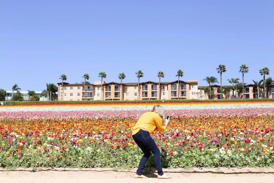 Visit The Flower Fields in Carlsbad, CA about 1-2 hours south of Los Angeles // saltycanary.com