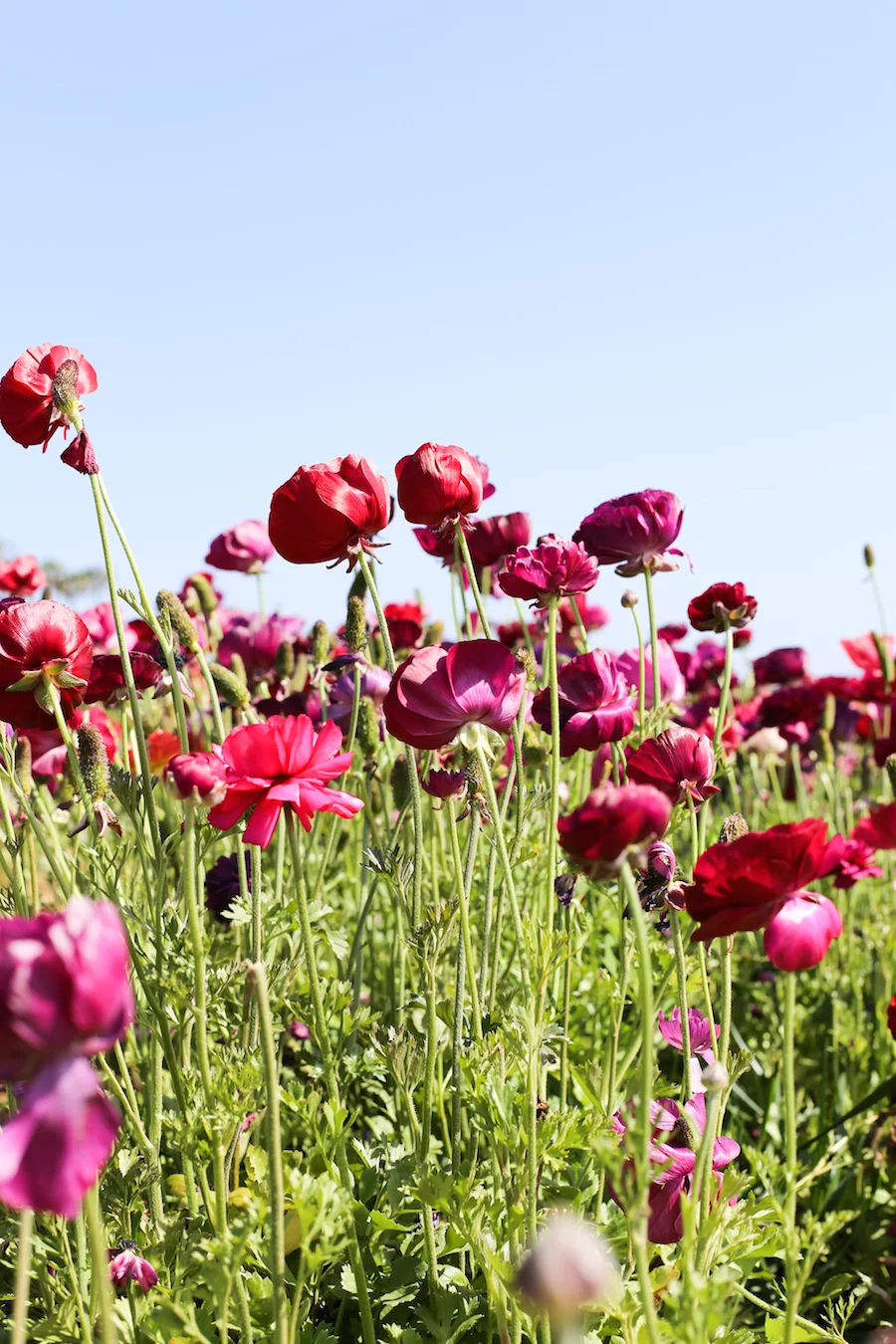 Visit The Flower Fields in Carlsbad, CA about 1-2 hours south of Los Angeles // saltycanary.com