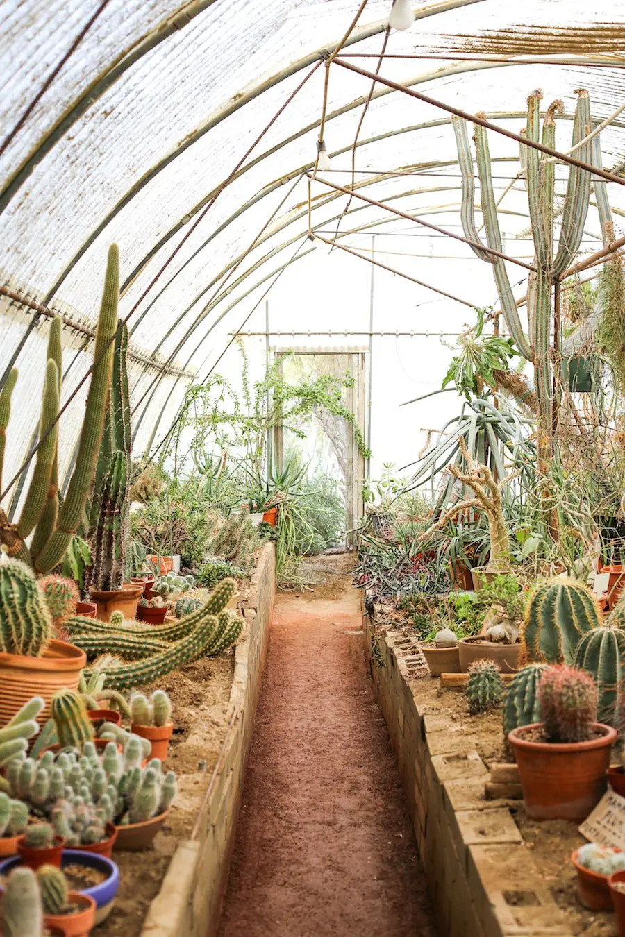 Alt Summit Instagram Tour of Palm Springs - Moorten Botanical Garden // Salty Canary 