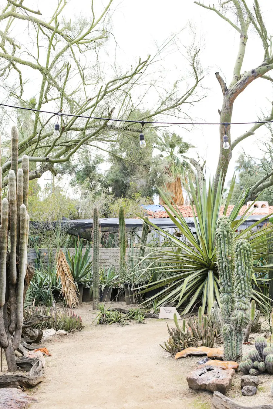 Alt Summit Instagram Tour of Palm Springs - Moorten Botanical Garden // Salty Canary 