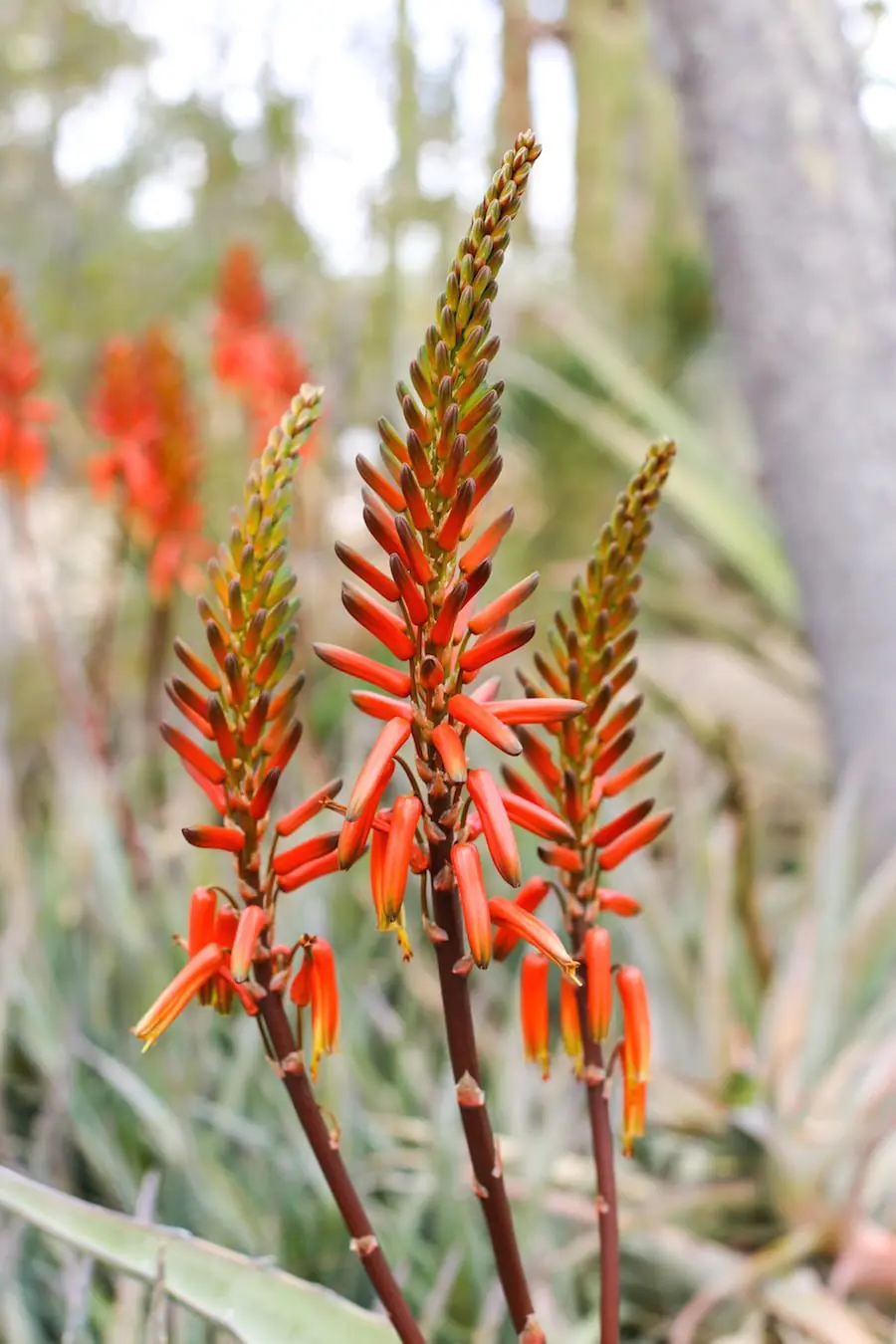 Alt Summit Instagram Tour of Palm Springs - Moorten Botanical Garden // Salty Canary 