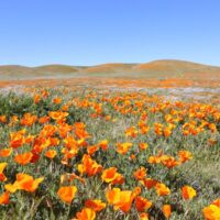 California Poppy Fields // Salty Canary