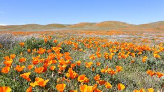 California Poppy Fields // Salty Canary