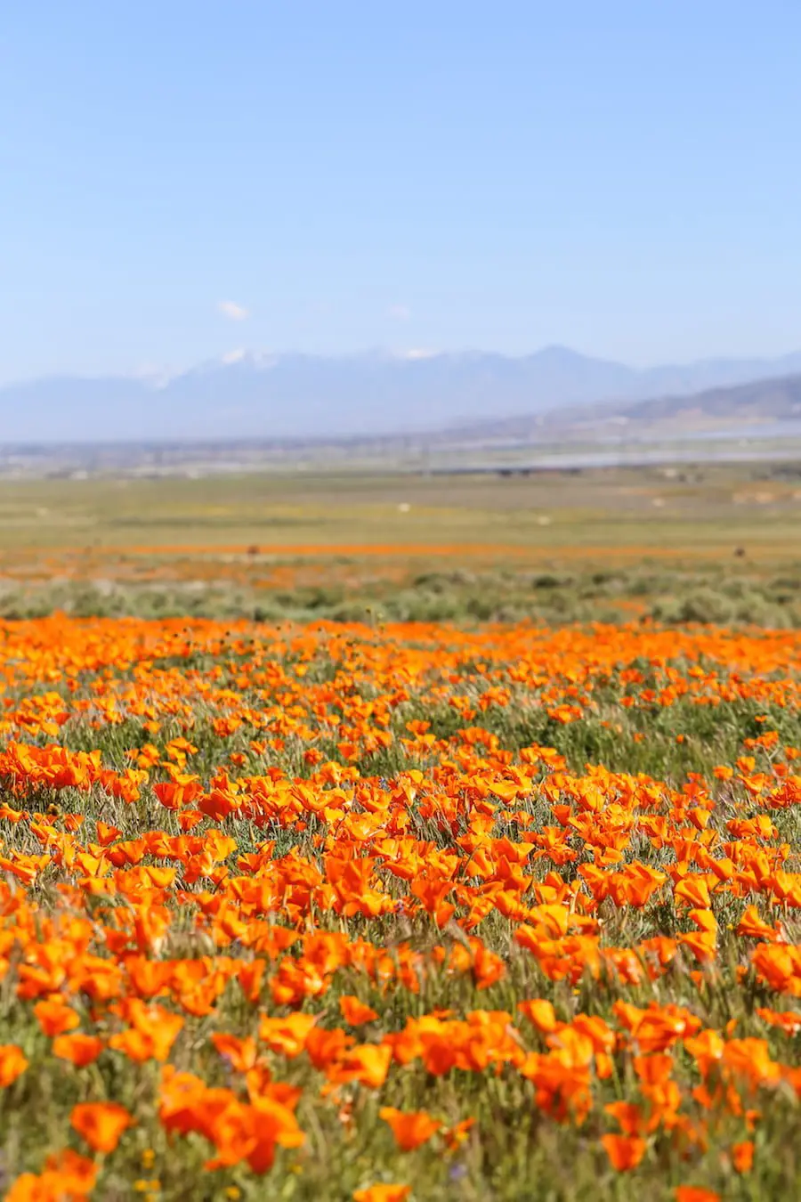 California Poppy Fields // Salty Canary 