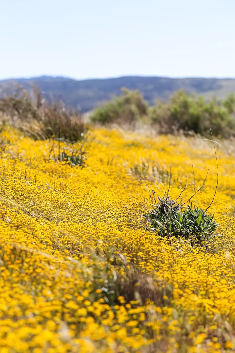 California Poppy Fields // Salty Canary 