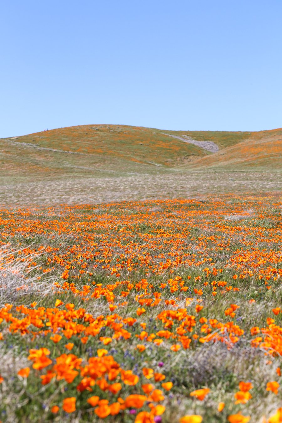 California Poppy Fields // Salty Canary 