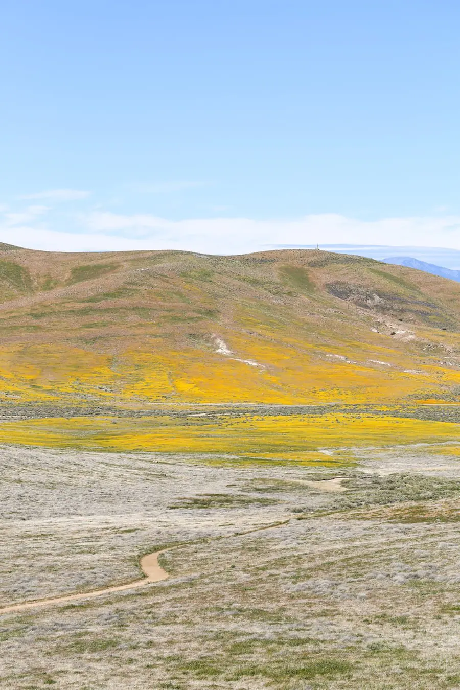 California Poppy Fields // Salty Canary 