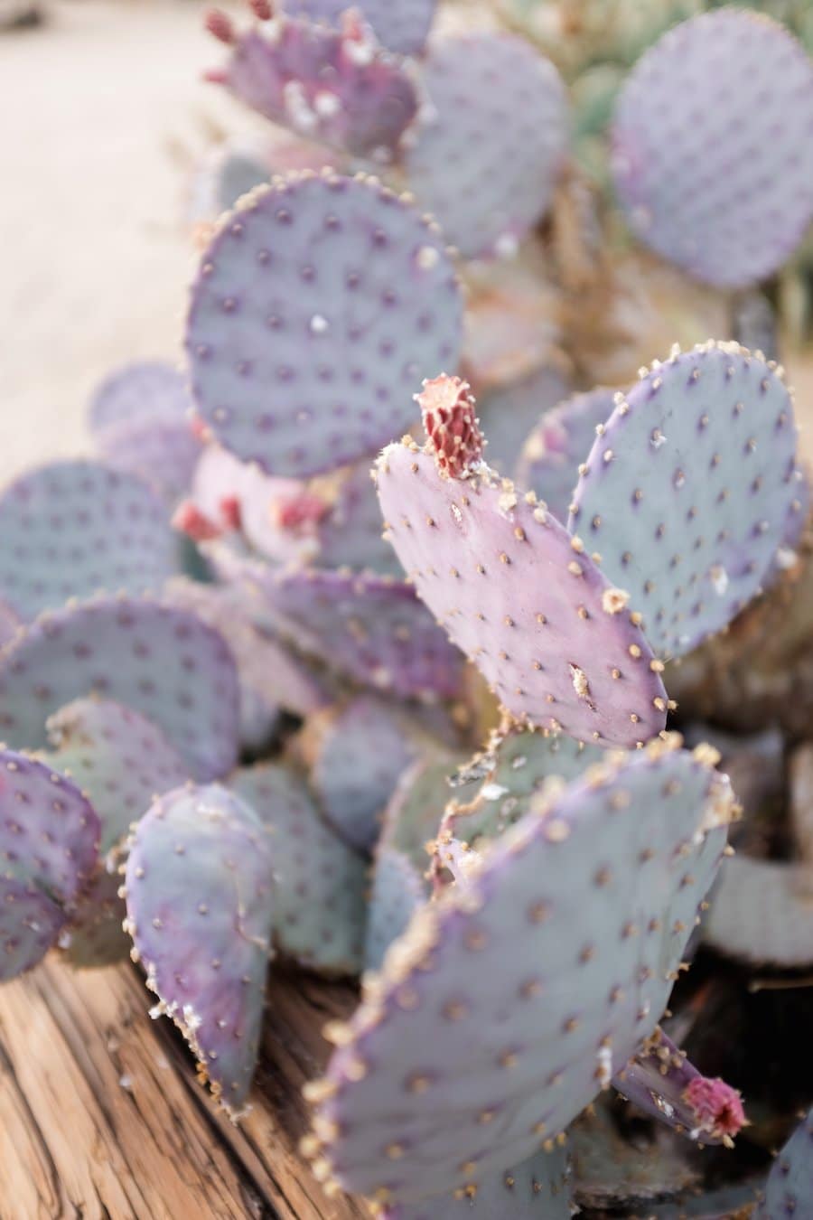 Ultimate Guide to Palm Springs // Salty Canary