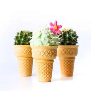 Cactus Ice Cream | Salty Canary