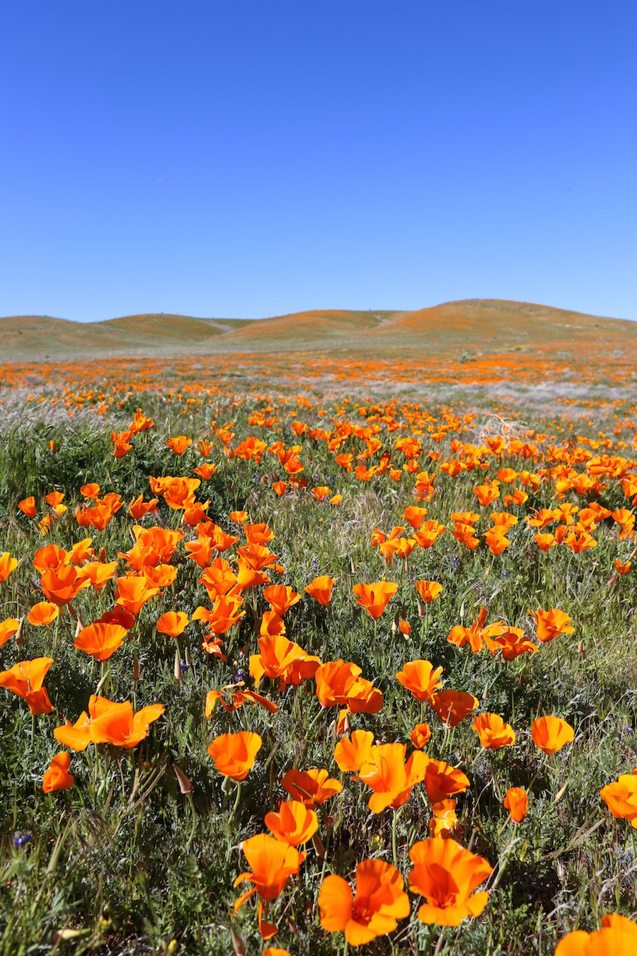 The Ultimate Southern California Spring Wildflower Guide