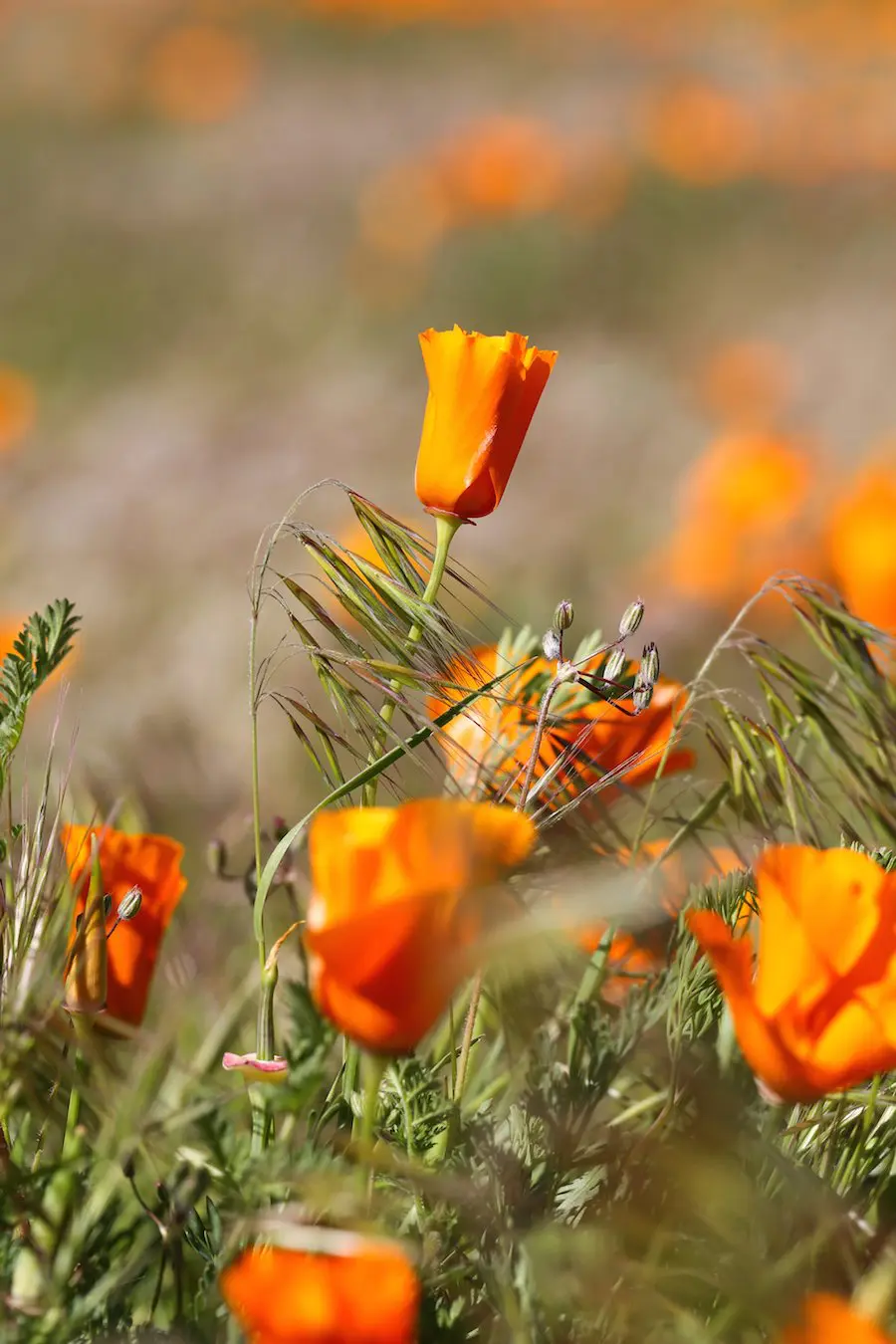 The Ultimate Southern California Spring Flower Fields Guide // Salty Canary