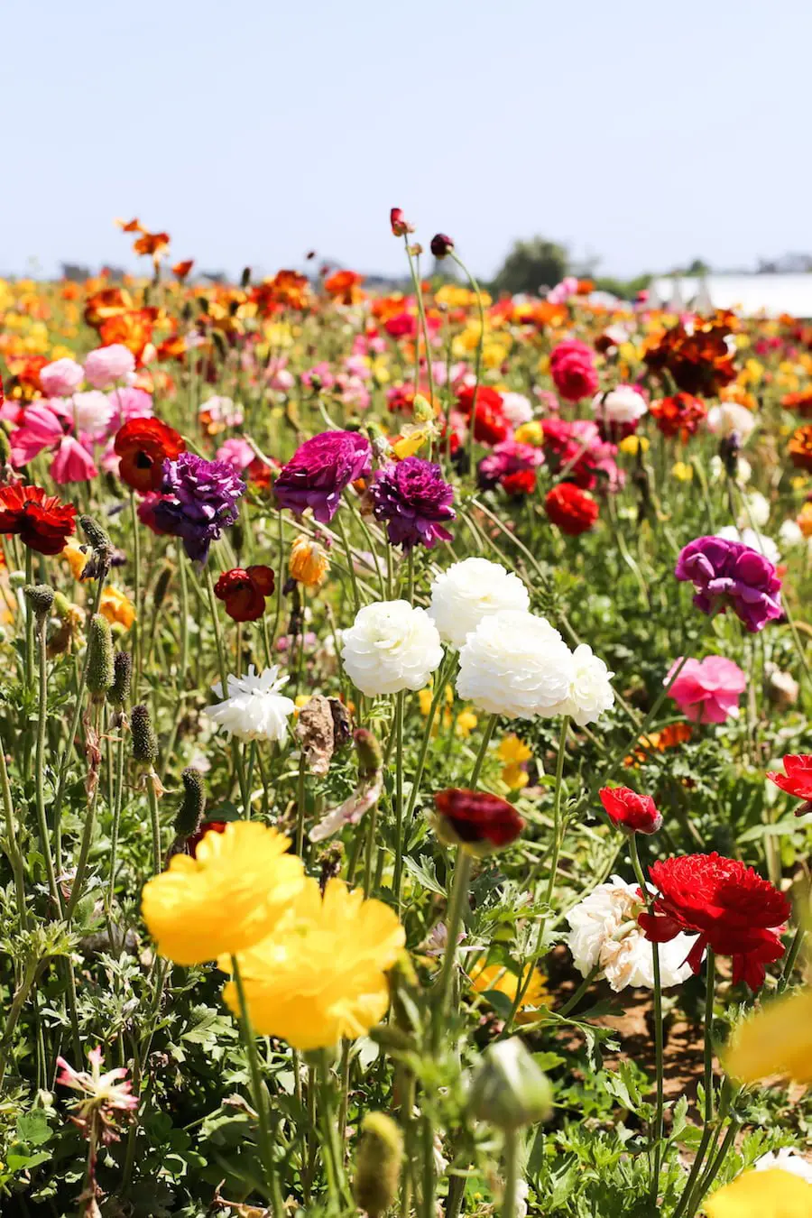 The Ultimate Southern California Spring Flower Fields Guide // Salty Canary