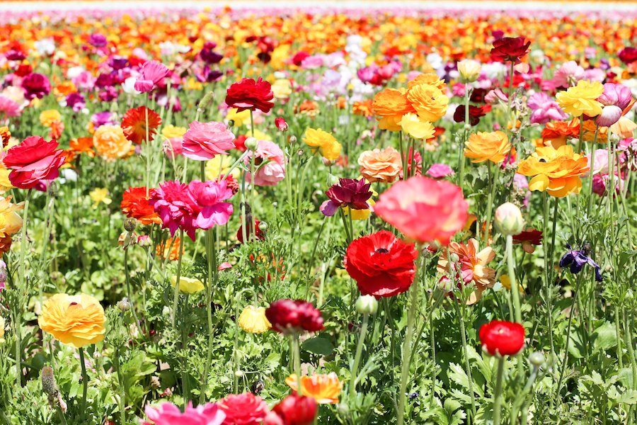 The Ultimate Southern California Spring Flower Fields Guide // Salty Canary