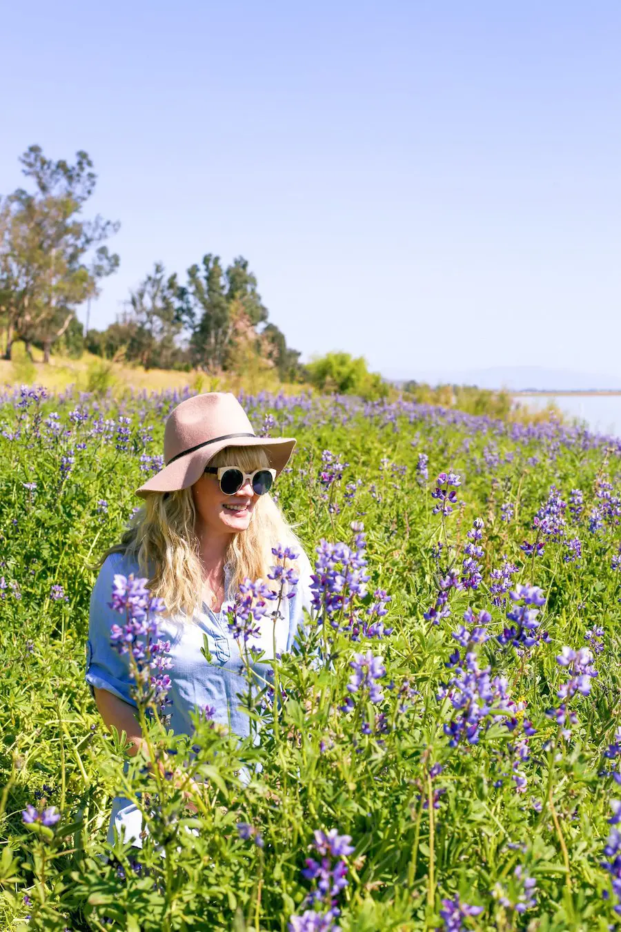 Lake Elsinore Lupine Wildflowers // Salty Canary 