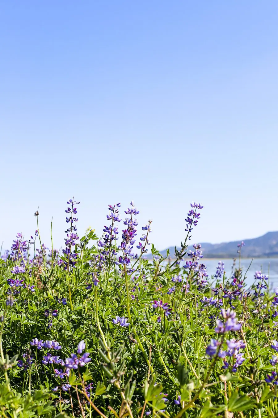 Lake Elsinore Lupine Wildflowers // Salty Canary 