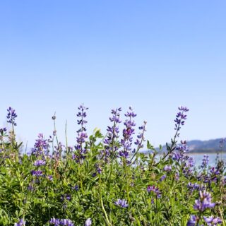 Lake Elsinore Lupine Wildflowers // Salty Canary