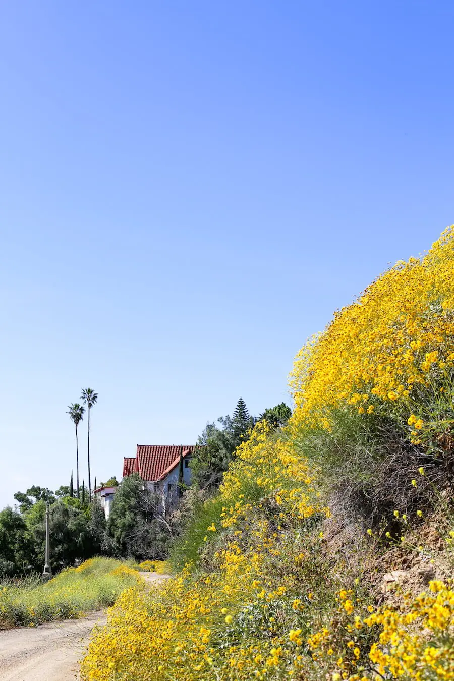 Lake Elsinore Lupine Wildflowers // Salty Canary 