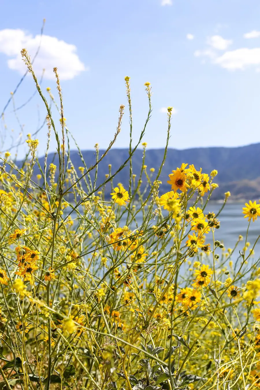 Lake Elsinore Lupine Wildflowers // Salty Canary 