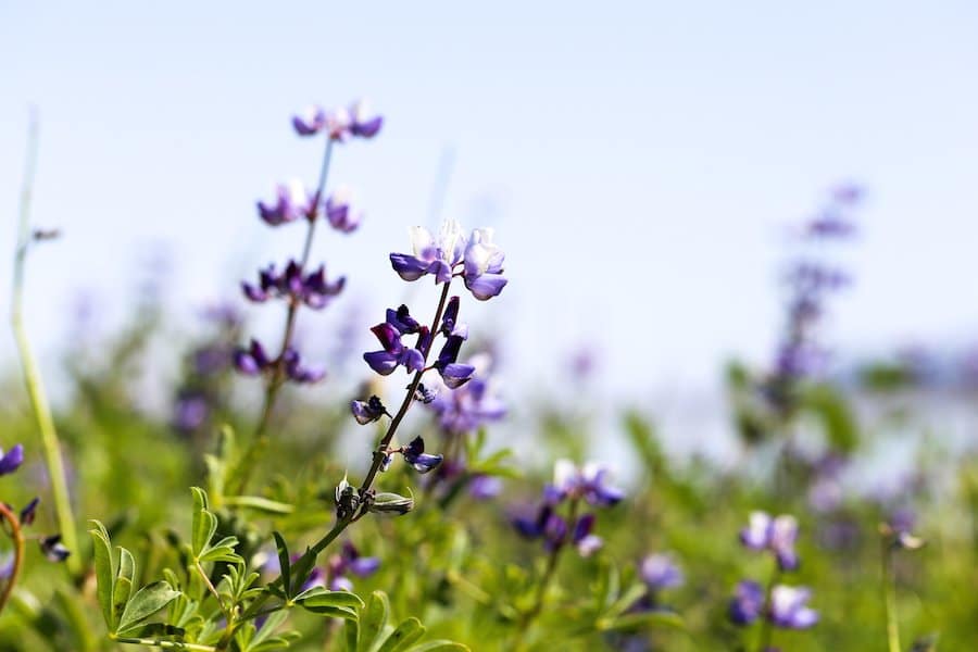 Lake Elsinore Lupine Wildflowers // Salty Canary 