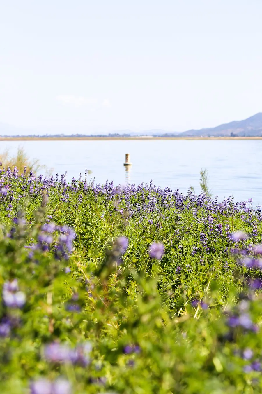 Lake Elsinore Lupine Wildflowers // Salty Canary 