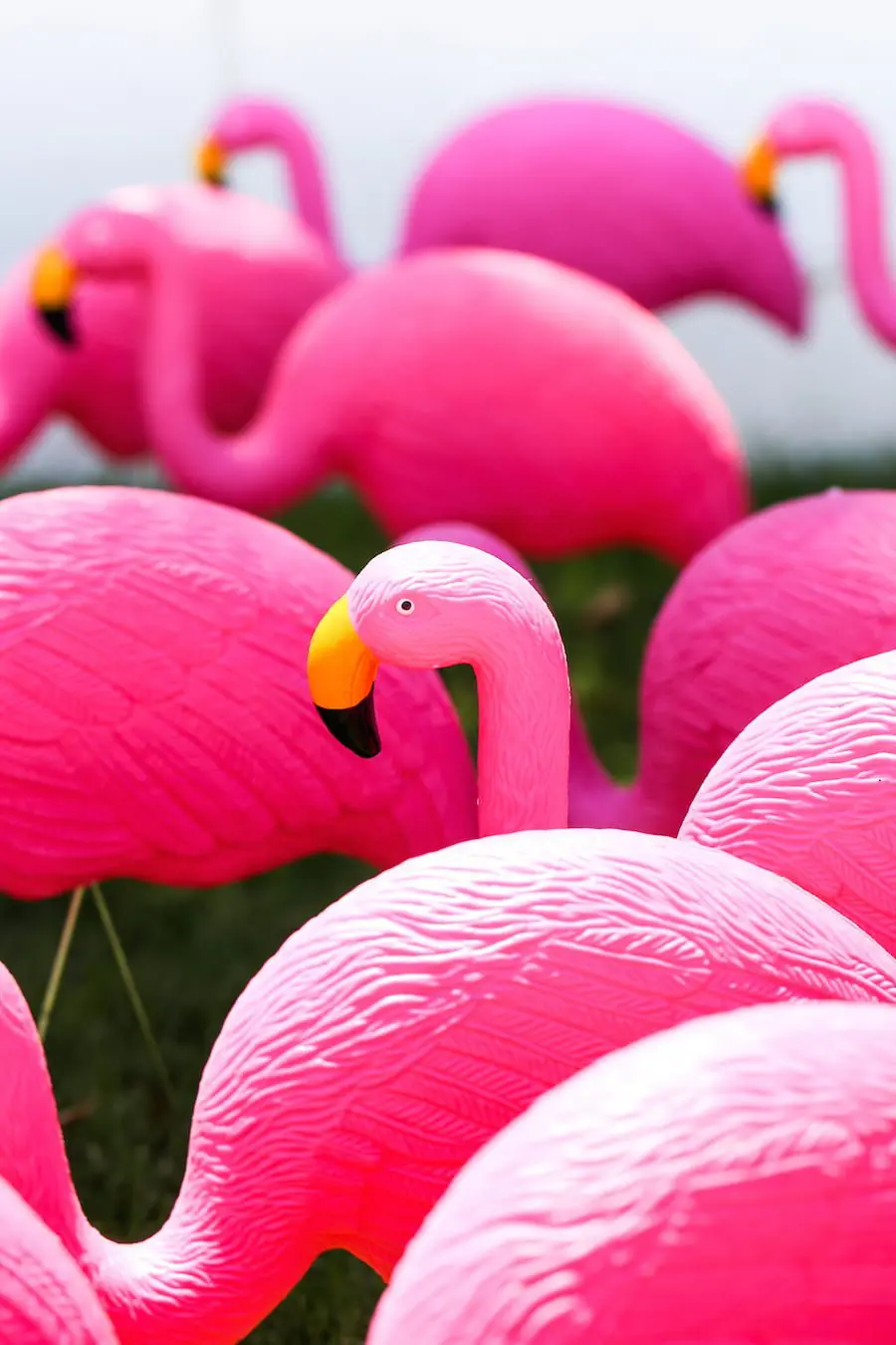 Happy Flocking Birthday with a Flamingo Flocking // Salty Canary 