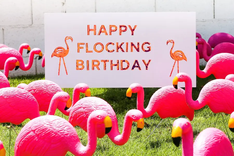 Happy Flocking Birthday with a Flamingo Flocking // Salty Canary 