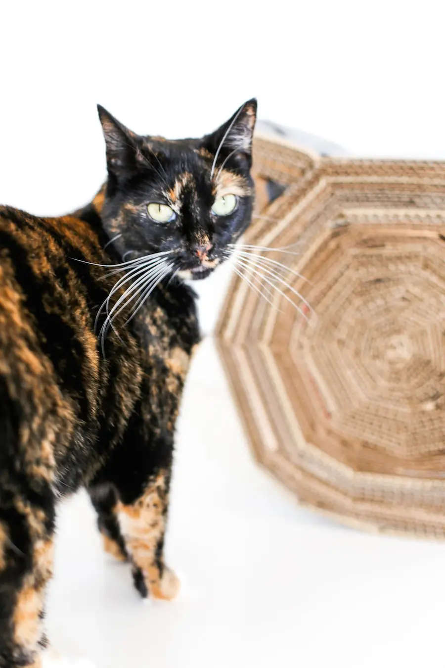 DIY Cardboard Cat Scratcher // Salty Canary