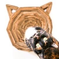 DIY Cardboard Cat Scratcher // Salty Canary