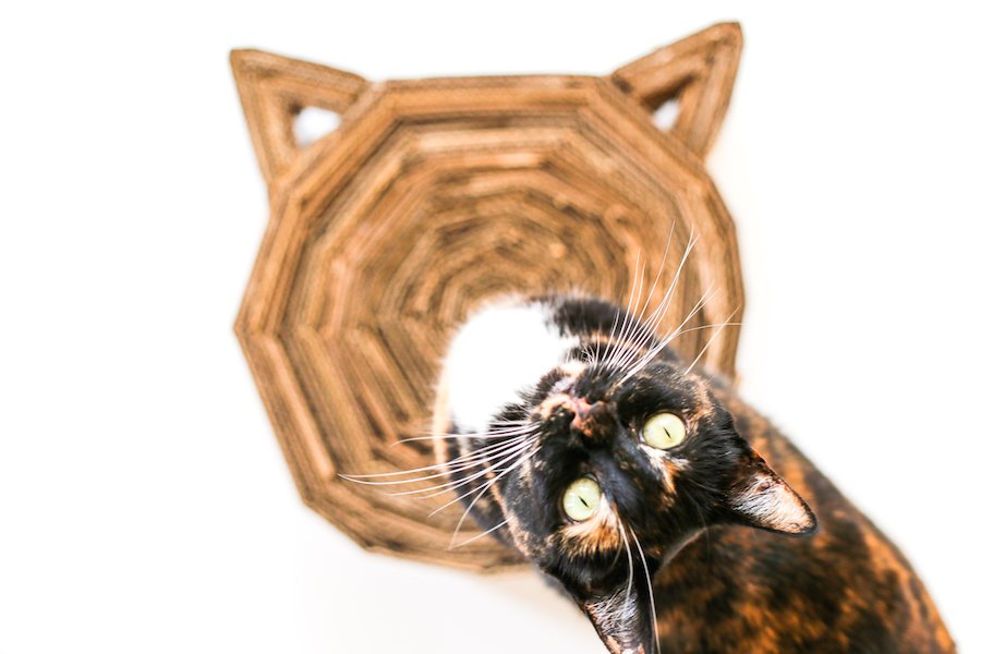 DIY Cardboard Cat Scratcher // Salty Canary