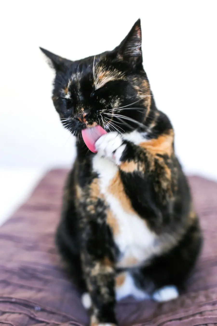 Cat eating cardboard best sale scratcher