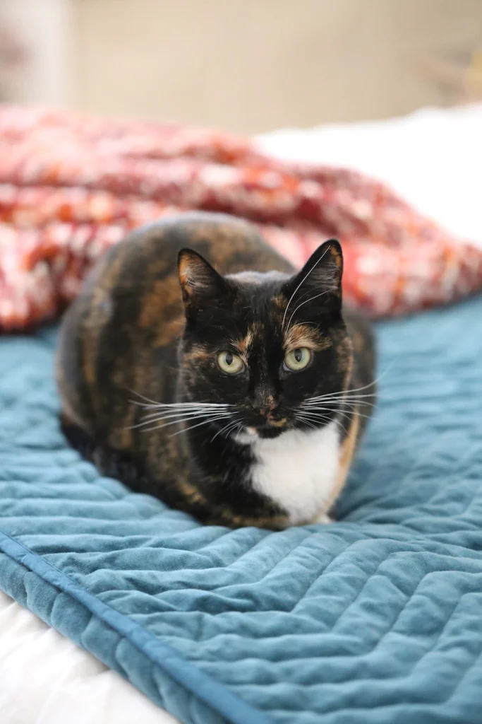 How to Stop a Cat from Peeing on the Bed // Salty Canary