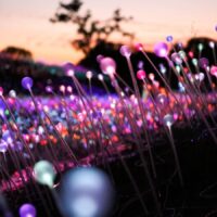 Field of Lights in Paso Robles // Salty Canary