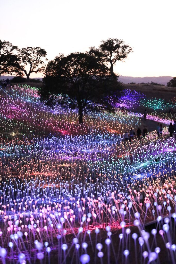 Field of Light at Sensorio in Paso Robles, CA Salty Canary