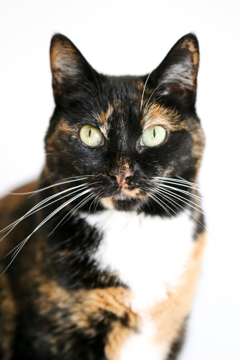 DIY Homemade Cat Scratch Repellent Spray Salty Canary